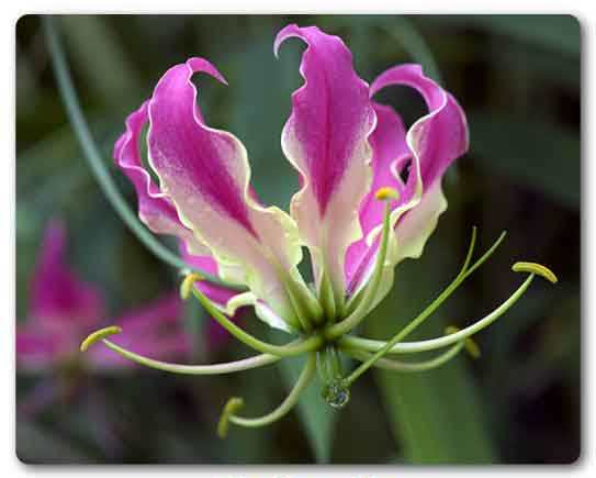  Tamil Nadu  State flower, Gloriosa lily, Gloriosa superba